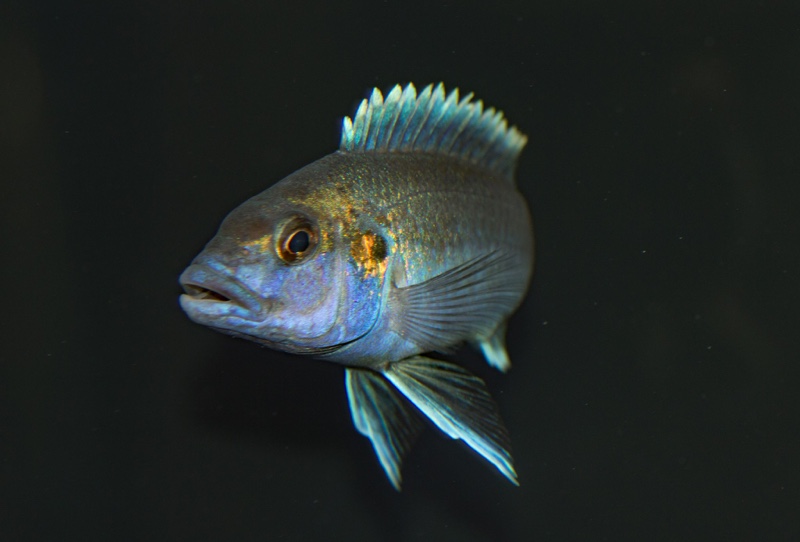 Melanochromis lepidiadaptes 'Makanjila Point'